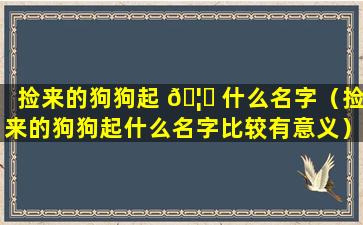 捡来的狗狗起 🦁 什么名字（捡来的狗狗起什么名字比较有意义）